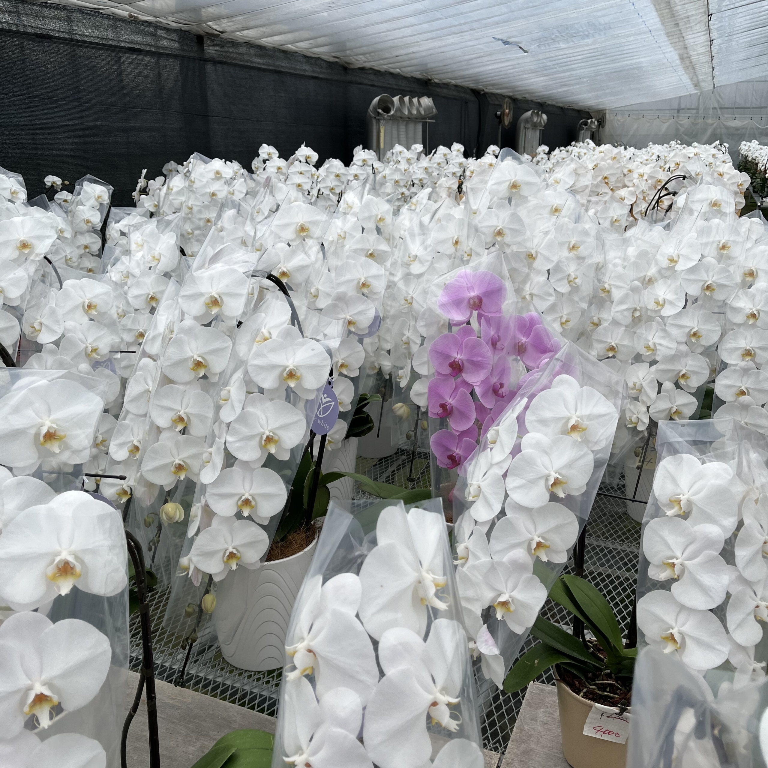 【SALE／10%OFF 花びらが大きくて長持ちする最高級胡蝶蘭hope white(ホープ 工芸品
